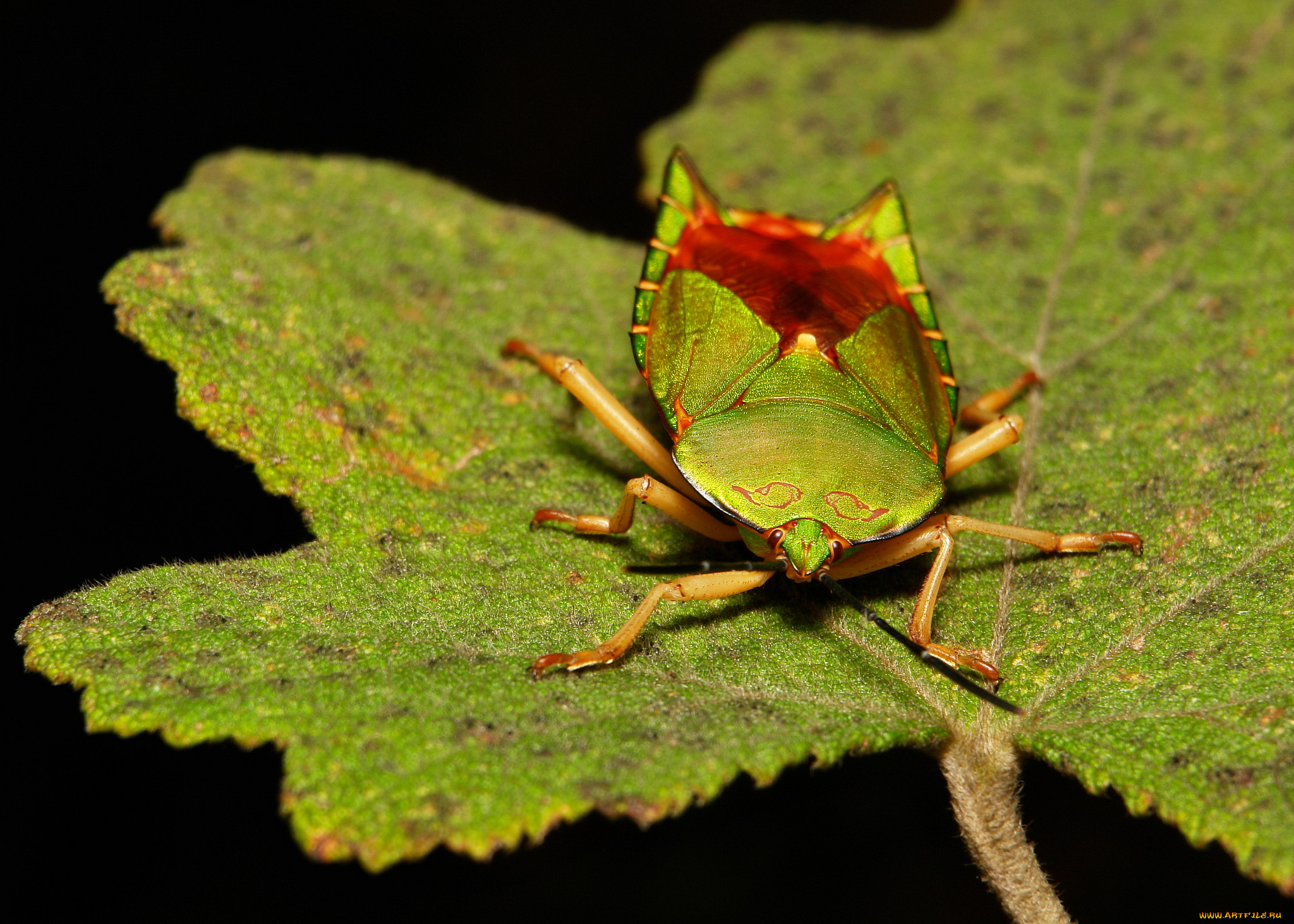 , , itchydogimages, , , , 